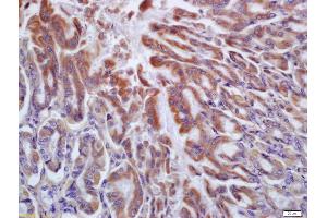 anti-Histamine Receptor H2 (HRH2) (AA 161-259) antibody