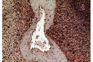 Immunohistochemistry (IHC) analysis of paraffin-embedded Human Spleen, antibody was diluted at 1:100. (HLA-DQ1/DQ2 anticorps  (Internal Region))