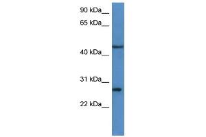 WB Suggested Anti-FGFBP2 Antibody Titration: 0. (FGFBP2 anticorps  (C-Term))
