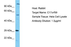 Host: Rabbit Target Name: C17orf99 Sample Type: Hela Whole Cell lysates Antibody Dilution: 1. (C17ORF99 anticorps  (N-Term))