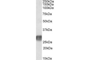 ABIN571118 (2µg/ml) staining of Human Lymph Node lysate (35µg protein in RIPA buffer). (LAIR1 anticorps  (Internal Region))