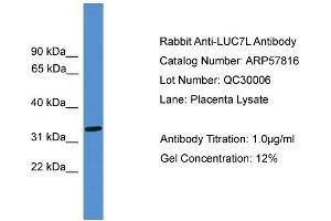 WB Suggested Anti-LUC7L  Antibody Titration: 0. (LUC7L anticorps  (Middle Region))