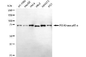 Western blotting analysis using PI3 Kinase p85 alpha antibody (ABIN7799813). (Recombinant PIK3R1 anticorps)
