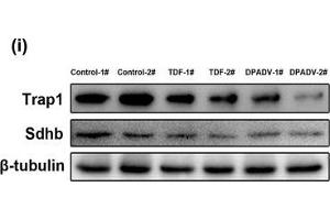 Effects of TDF and DPADV administration for 16-week on mouse kidney. (TRAP1 anticorps)