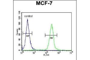 anti-Family with Sequence Similarity 20, Member A (FAM20A) (AA 48-77), (N-Term) antibody