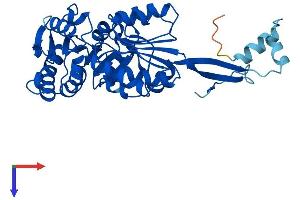 AlphaFold protein structure predicition of Human Recombinant ALDH3B2 Protein, UniprotID P48448