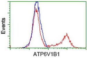 HEK293T cells transfected with either RC209462 overexpress plasmid (Red) or empty vector control plasmid (Blue) were immunostained by anti-ATP6V1B1 antibody (ABIN2454412), and then analyzed by flow cytometry. (ATP6V1B1 anticorps)