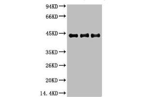 Western blot analysis of 1) Hela, 2) 3T3, 3) Rat Brain using α-SMA Monoclonal Antibody.