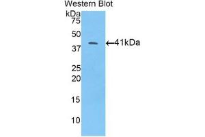 Detection of Recombinant BMP10, Mouse using Polyclonal Antibody to Bone Morphogenetic Protein 10 (BMP10) (BMP10 anticorps  (AA 314-421))