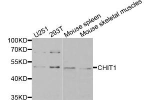 Western blot analysis of extracts of various cell lines, using CHIT1 antibody (ABIN5974974) at 1/1000 dilution. (Chitotriosidase 1 anticorps)