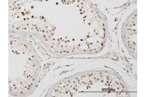 Immunoperoxidase of purified MaxPab antibody to PPIE on formalin-fixed paraffin-embedded human testis.
