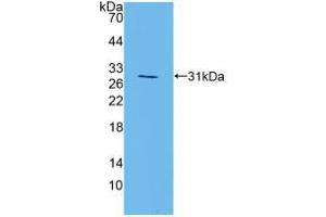Western blot analysis of recombinant Mouse MAPK7. (MAPK7 anticorps  (AA 185-419))