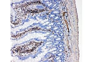 IHC-P: NRG1 antibody testing of rat intestine tissue. (Neuregulin 1 anticorps  (C-Term))