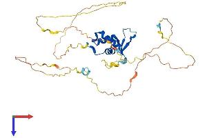 AlphaFold protein structure predicition of Human Recombinant FOXA3 Protein, UniprotID P55318