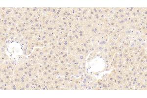 Detection of MMP3 in Mouse Liver Tissue using Polyclonal Antibody to Matrix Metalloproteinase 3 (MMP3) (MMP3 anticorps  (AA 100-477))