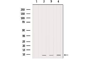 Western blot analysis of extracts from various samples, using PEP-19 Antibody. (PCP4 anticorps)