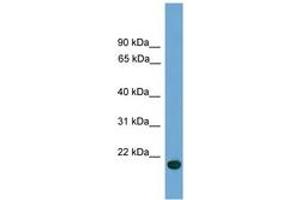 Image no. 1 for anti-Chromosome 9 Open Reading Frame 40 (C9orf40) (C-Term) antibody (ABIN6745627) (C9orf40 anticorps  (C-Term))