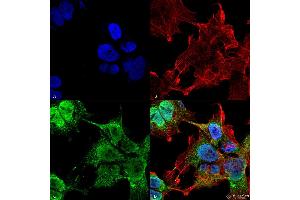 Immunocytochemistry/Immunofluorescence analysis using Mouse Anti-VDAC1 Monoclonal Antibody, Clone S152B-23 . (VDAC1 anticorps  (AA 1-283) (APC))