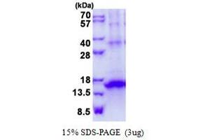 Image no. 1 for Killer Cell Lectin-Like Receptor Subfamily G, Member 1 (KLRG1) (AA 60-189) protein (His tag) (ABIN1098733)
