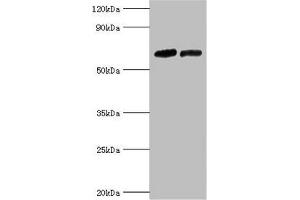 Western blot All lanes: Nuclear receptor subfamily 2 group C member 1 antibody at 10 μg/mL Lane 1: PC-3 whole cell lysate Lane 2: 293T whole cell lysate Secondary Goat polyclonal to rabbit IgG at 1/10000 dilution Predicted band size: 68, 52, 54 kDa Observed band size: 68 kDa (NR2C1 anticorps  (AA 1-240))