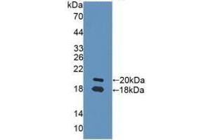 Detection of Recombinant NRG1, Rat using Polyclonal Antibody to Neuregulin 1 (NRG1) (Neuregulin 1 anticorps  (AA 264-393))