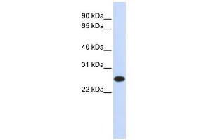 WB Suggested Anti-IL33 Antibody Titration:  0. (IL-33 anticorps  (N-Term))