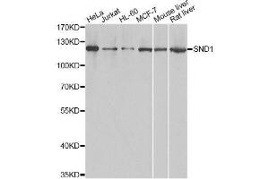 Western blot analysis of extracts of various cell lines, using SND1 antibody. (SND1 anticorps  (AA 26-285))