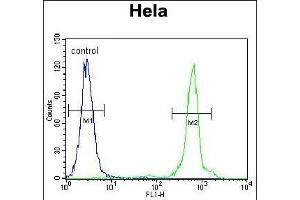 UQCRFS1 Antibody (C-term) (ABIN655606 and ABIN2845090) flow cytometric analysis of Hela cells (right histogram) compared to a negative control cell (left histogram).