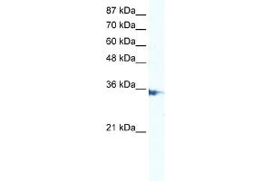 WB Suggested Anti-IRF2 Antibody Titration:  5.