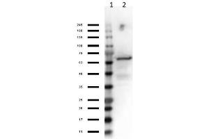 Western Blot Results of Control Protein.