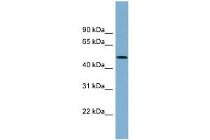 WB Suggested Anti-ACTR3B Antibody Titration: 0. (ACTR3B anticorps  (N-Term))