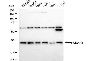 Western blotting analysis using POLDIP2 antibody (ABIN7799878).