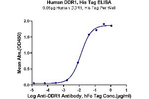 Immobilized Human DDR1, His Tag at 0.