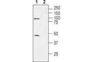 Western blot analysis of human brain glioblastoma cell line (U-87 MG) lysate: - 1. (SLC7A11 anticorps  (3rd Extracellular Loop))