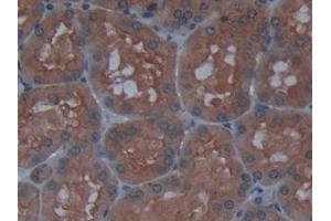 IHC-P analysis of Human Kidney Tissue, with DAB staining. (AGLU anticorps  (AA 213-392))