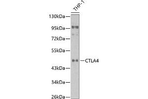 Western blot analysis of extracts of THP1 cells, using CD152/CTLA-4 antibody (ABIN6134267, ABIN6139199, ABIN6139201 and ABIN6218156) at 1:1000 dilution. (CTLA4 anticorps  (AA 16-66))