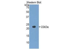 Western Blotting (WB) image for anti-Fibulin 5 (FBLN5) (AA 277-448) antibody (ABIN1858822)