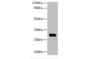 Western blot All lanes: C1QTNF6 antibody at 8 μg/mL + Mouse brain tissue Secondary Goat polyclonal to rabbit IgG at 1/10000 dilution Predicted band size: 29, 31, 18 kDa Observed band size: 29 kDa (CTRP6 anticorps  (AA 47-278))