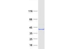 Validation with Western Blot
