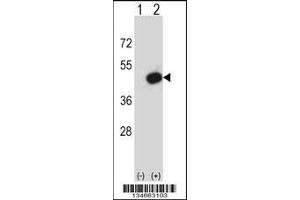 Western blot analysis of Pdk2 using rabbit polyclonal Mouse Pdk2 Antibody using 293 cell lysates (2 ug/lane) either nontransfected (Lane 1) or transiently transfected (Lane 2) with the Pdk2 gene. (PDK2 anticorps  (N-Term))