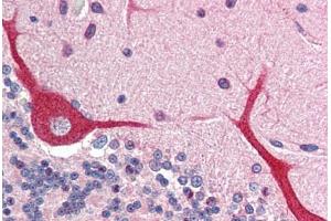 Human Brain, Cerebellum (formalin-fixed, paraffin-embedded) stained with IL23A antibody ABIN214499 at 2.
