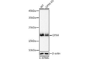 Western blot analysis of extracts from wild type (WT) and GPX4 knockdown (KD) U-87MG cell pools, using GPX4 antibody (ABIN7267436) at 1:1000 dilution. (GPX4 anticorps)