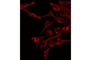 ABIN6275896 staining Hela by IF/ICC. (FAM3D anticorps  (C-Term))