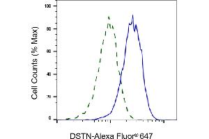 Validation of DSTN knockdown using flow cytometry. (Destrin anticorps)