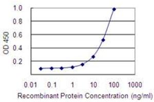 Detection limit for recombinant GST tagged RRAGB is 1 ng/ml as a capture antibody. (RRAGB anticorps  (AA 1-346))