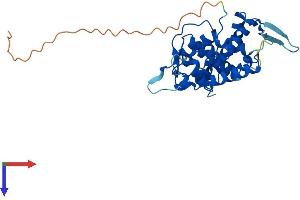 AlphaFold protein structure predicition of Human Recombinant GOLPH3L Protein, UniprotID Q9H4A5