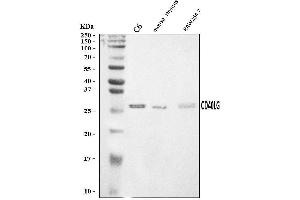 Western blot analysis of TRAP/CD40L/Cd40lg using anti-TRAP/CD40L/Cd40lg antibody (ABIN7599747).