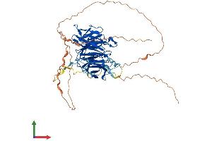 AlphaFold protein structure predicition of Human Recombinant WRAP53 Protein, UniprotID Q9BUR4