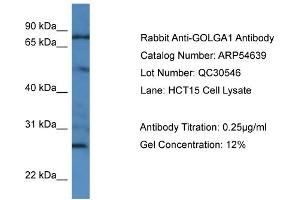 WB Suggested Anti-GOLGA1  Antibody Titration: 0. (GOLGA1 anticorps  (N-Term))