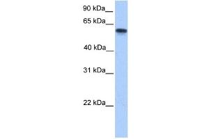 CYP11A1 antibody used at 1 ug/ml to detect target protein.